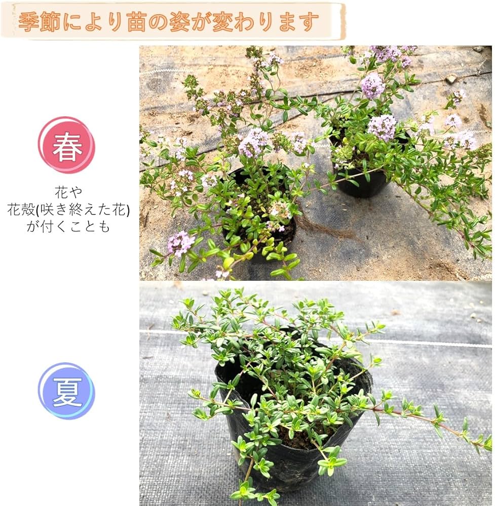 ヒメイワダレソウ（リピア）キッドセット Amazon.co.jp: ヒメイワダレソウ（リピア）・クリーピングタイム